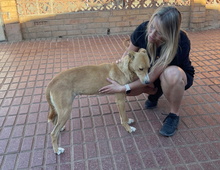 SELMA, Hund, Podenco Andaluz in Neu-Bamberg - Bild 12