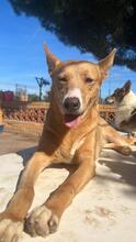 SELMA, Hund, Podenco Andaluz in Neu-Bamberg - Bild 2