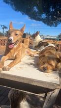 SELMA, Hund, Podenco Andaluz in Neu-Bamberg - Bild 9