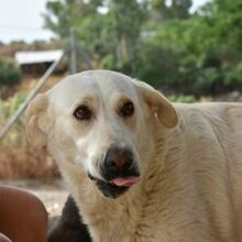 NANA, Hund, Labrador-Mix in Spanien - Bild 1