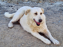 NANA, Hund, Labrador-Mix in Spanien - Bild 10