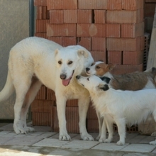 NANA, Hund, Labrador-Mix in Spanien - Bild 11