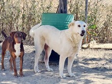 NANA, Hund, Labrador-Mix in Spanien - Bild 12