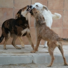 NANA, Hund, Labrador-Mix in Spanien - Bild 13