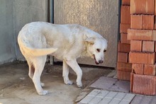 NANA, Hund, Labrador-Mix in Spanien - Bild 15