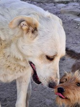 NANA, Hund, Labrador-Mix in Spanien - Bild 16