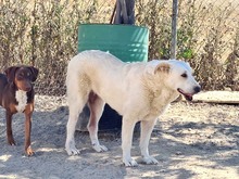 NANA, Hund, Labrador-Mix in Spanien - Bild 17