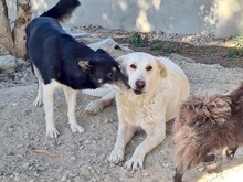 NANA, Hund, Labrador-Mix in Spanien - Bild 18