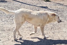 NANA, Hund, Labrador-Mix in Spanien - Bild 19