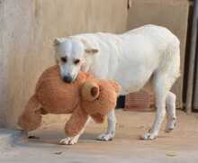 NANA, Hund, Labrador-Mix in Spanien - Bild 2