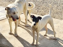 NANA, Hund, Labrador-Mix in Spanien - Bild 20