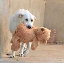 NANA, Hund, Labrador-Mix in Spanien - Bild 3