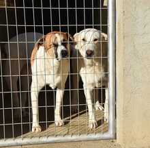 NANA, Hund, Labrador-Mix in Spanien - Bild 4