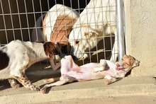 NANA, Hund, Labrador-Mix in Spanien - Bild 5