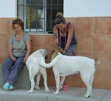 NANA, Hund, Labrador-Mix in Spanien - Bild 6