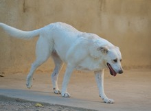 NANA, Hund, Labrador-Mix in Spanien - Bild 7