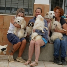 NANA, Hund, Labrador-Mix in Spanien - Bild 8