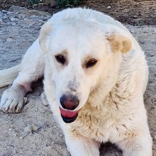 NANA, Hund, Labrador-Mix in Spanien - Bild 9