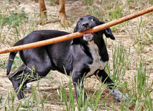 PATAK, Hund, Mischlingshund in Ungarn - Bild 3