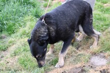 BENTI, Hund, Mischlingshund in Lohra-Reimershausen - Bild 3