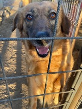 BUBU, Hund, Mischlingshund in Rumänien - Bild 5