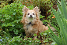 ROCKY, Hund, Chihuahua in Lauf