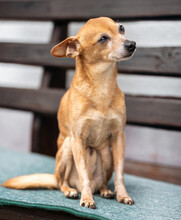 CHARLY, Hund, Mini-Zwergrehpinscher in Lauf