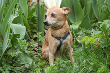 CHARLY, Hund, Mini-Zwergrehpinscher in Lauf - Bild 2