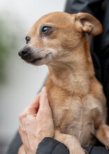 CHARLY, Hund, Mini-Zwergrehpinscher in Lauf - Bild 3