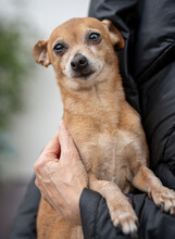 CHARLY, Hund, Mini-Zwergrehpinscher in Lauf - Bild 6