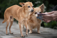 CHARLY, Hund, Mini-Zwergrehpinscher in Lauf - Bild 7