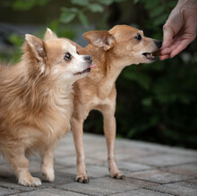 CHARLY, Hund, Mini-Zwergrehpinscher in Lauf - Bild 8