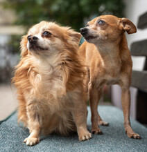 CHARLY, Hund, Mini-Zwergrehpinscher in Lauf - Bild 9