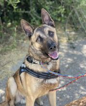 ELON, Hund, Malinois-Mix in Spanien - Bild 1