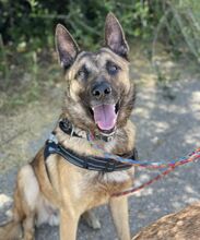 ELON, Hund, Malinois-Mix in Spanien - Bild 2