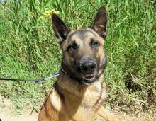 ELON, Hund, Malinois-Mix in Spanien - Bild 3