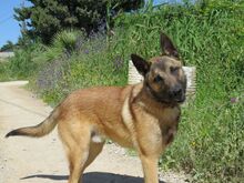 ELON, Hund, Malinois-Mix in Spanien - Bild 4