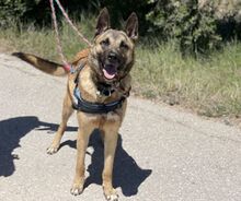 ELON, Hund, Malinois-Mix in Spanien - Bild 5