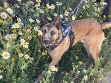 ELON, Hund, Malinois-Mix in Spanien - Bild 6