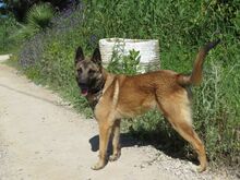 ELON, Hund, Malinois-Mix in Spanien - Bild 7