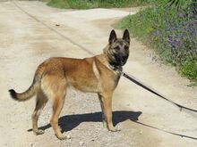 ELON, Hund, Malinois-Mix in Spanien - Bild 8