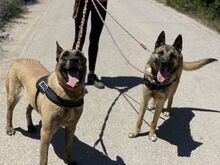 ELON, Hund, Malinois-Mix in Spanien - Bild 9