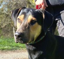 LESAN, Hund, Mischlingshund in Slowakische Republik - Bild 1