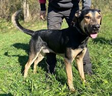 LESAN, Hund, Mischlingshund in Slowakische Republik - Bild 2