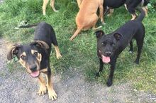 LESAN, Hund, Mischlingshund in Slowakische Republik - Bild 20