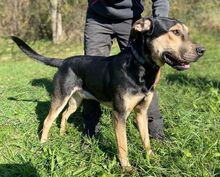 LESAN, Hund, Mischlingshund in Slowakische Republik - Bild 4