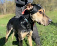 LESAN, Hund, Mischlingshund in Slowakische Republik - Bild 5