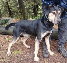 LESAN, Hund, Mischlingshund in Slowakische Republik - Bild 9