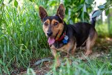 FRANIO, Hund, Mischlingshund in Polen - Bild 2