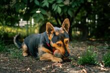 FRANIO, Hund, Mischlingshund in Polen - Bild 4